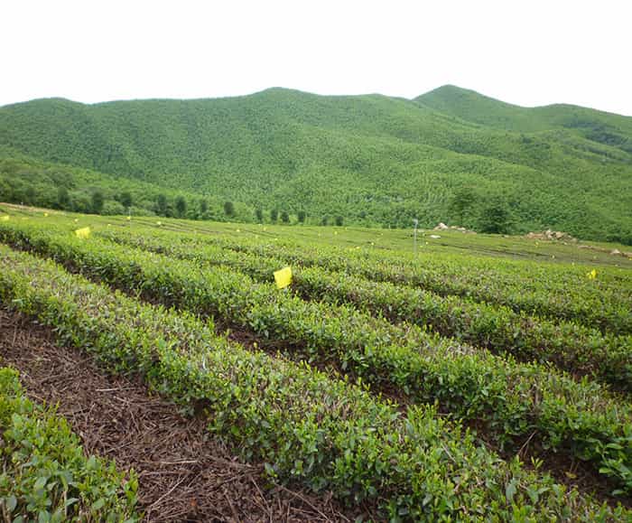 溧陽(yáng)天目湖白茶貴在哪兒？
