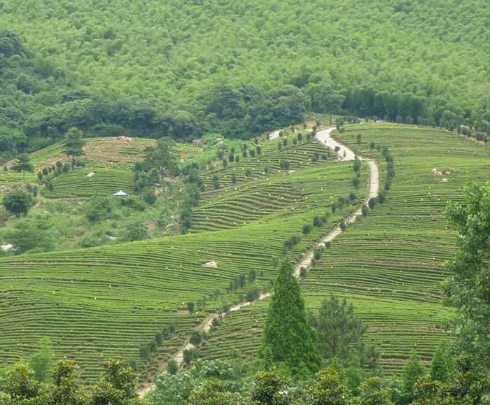 茶園風(fēng)景