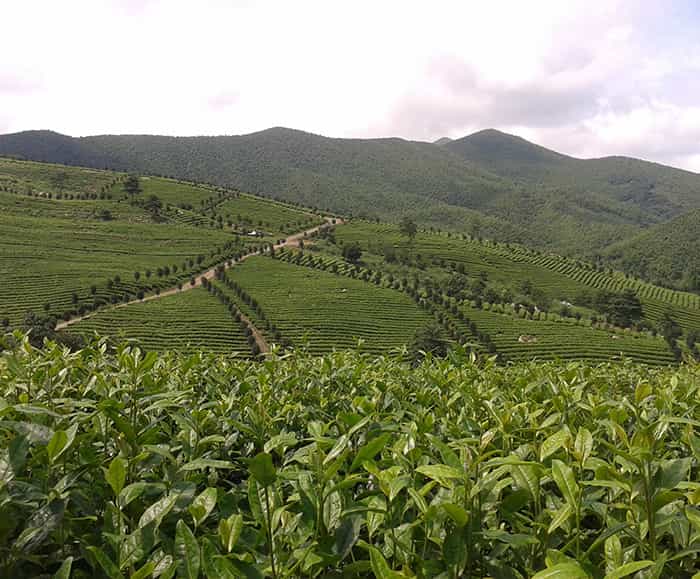 茶園風(fēng)景