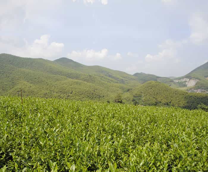 茶園風(fēng)景