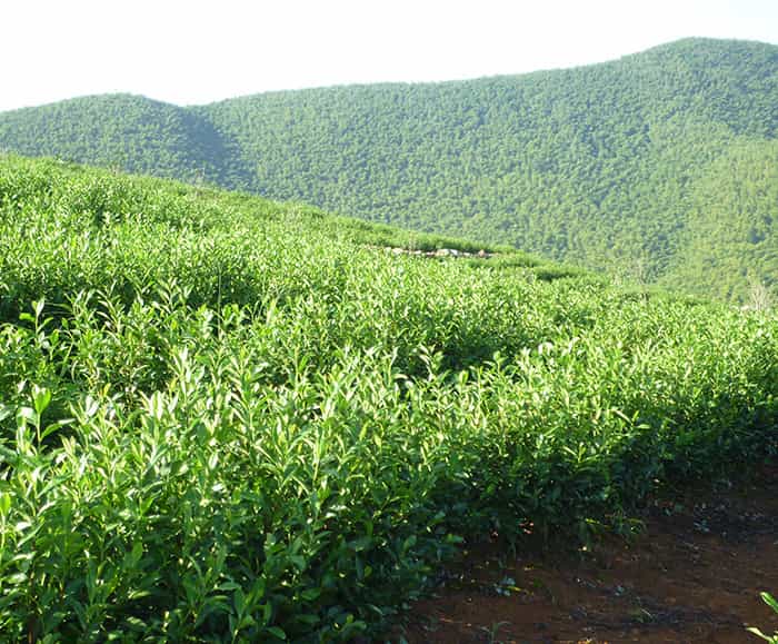 茶園風(fēng)景