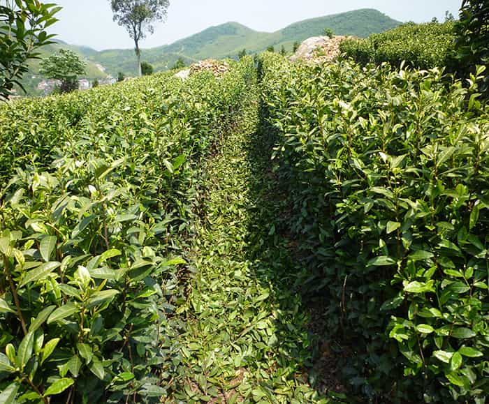 茶園風(fēng)景