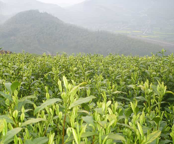 茶園風(fēng)景