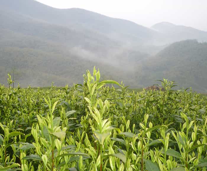 茶園風(fēng)景
