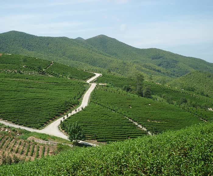 茶園風(fēng)景