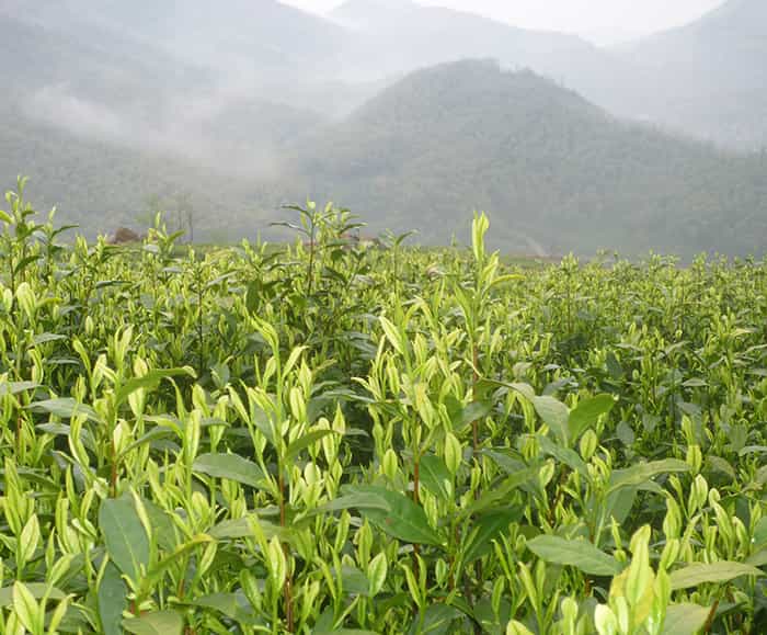 茶園風(fēng)景
