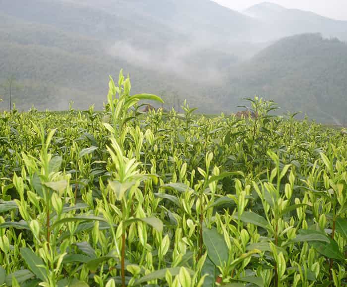 茶園風(fēng)景