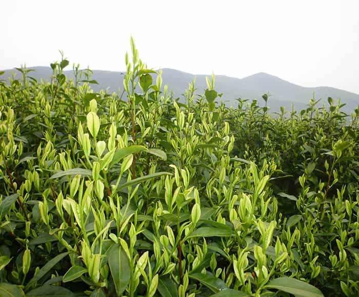 茶園風(fēng)景