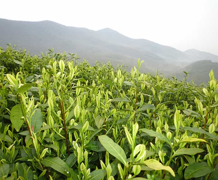 茶園風(fēng)景