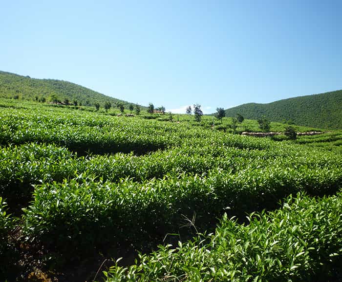 茶園風(fēng)景