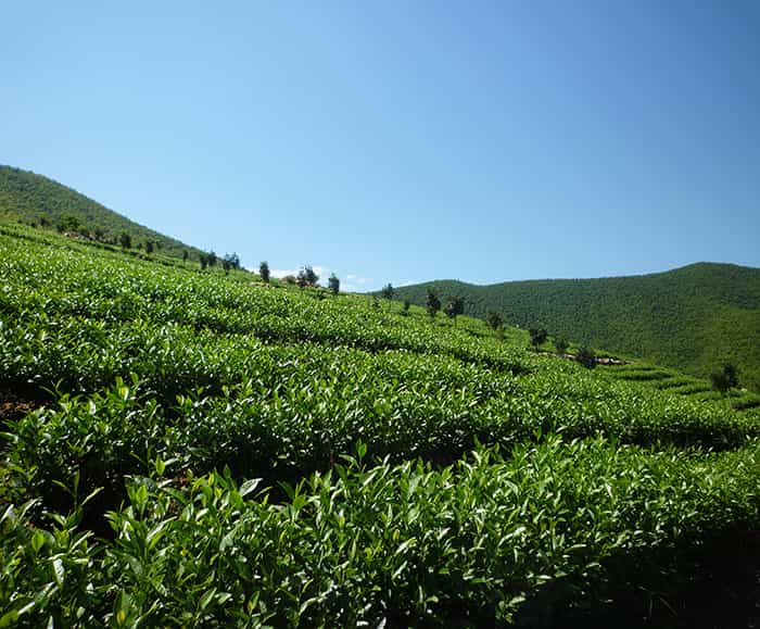 茶園風(fēng)景
