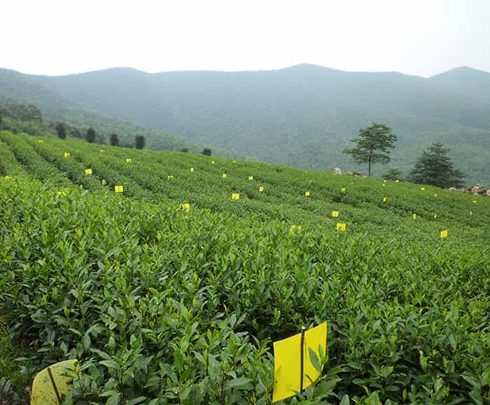 茶園風(fēng)景